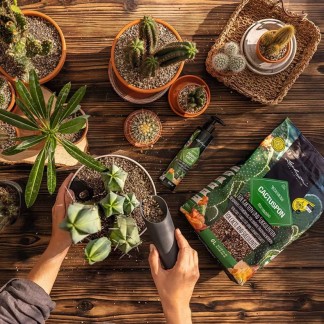 Abono PERFECT CACTUS FLUID