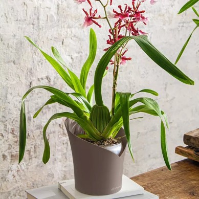 Maceta ORCHIDEA
