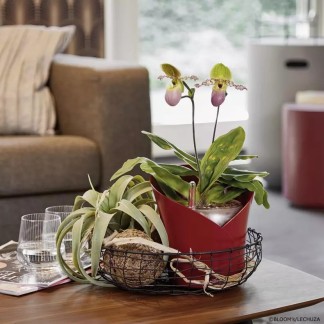 Maceta ORCHIDEA