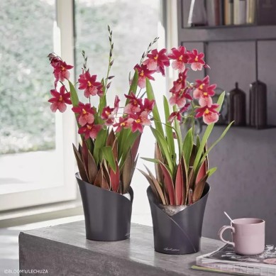Maceta ORCHIDEA