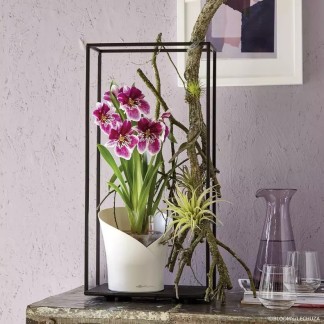 Maceta ORCHIDEA