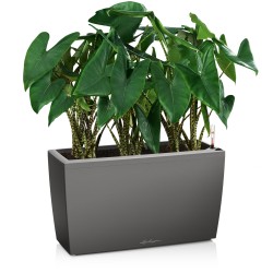 Jardinera CARARO