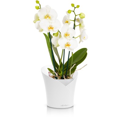 Maceta ORCHIDEA