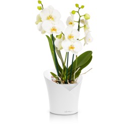 Maceta ORCHIDEA