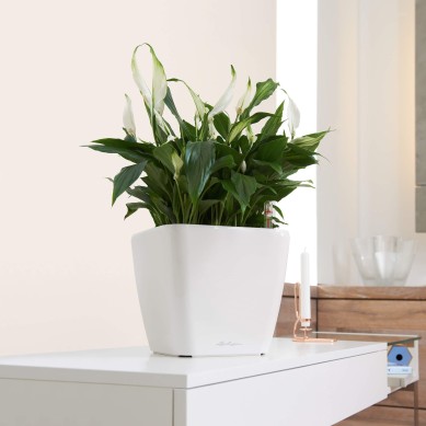 Maceta QUADRO LS