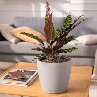 Maceta CLASSICO Color LS