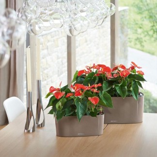 Jardinera DELTA Navidad