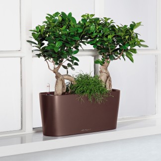 Jardinera DELTA Navidad