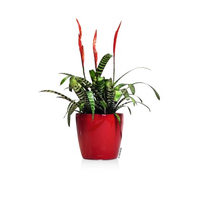 Maceta CLASSICO_NAVIDAD