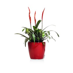 Maceta CLASSICO_NAVIDAD