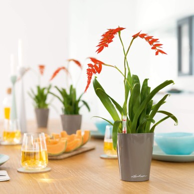 Maceta MINI-DELTINI_NAVIDAD