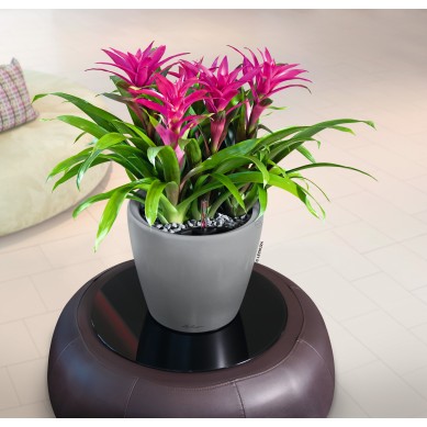 Maceta CLASSICO_NAVIDAD