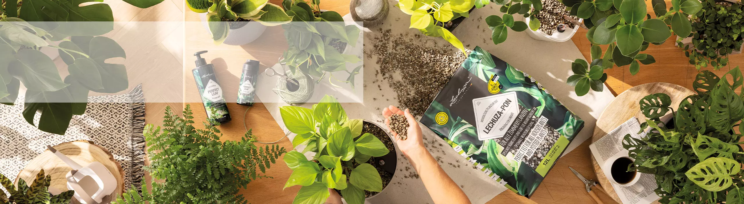 Instrucciones para plantar correctamente en LECHUZA