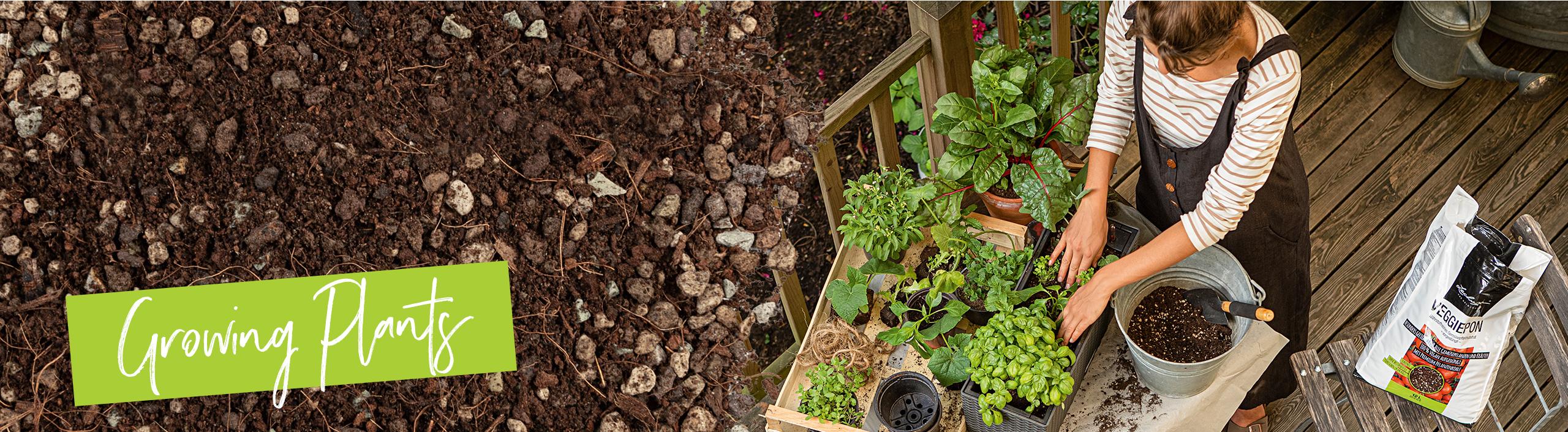 'Sustratos para plantas de LECHUZA: LECHUZA-PON