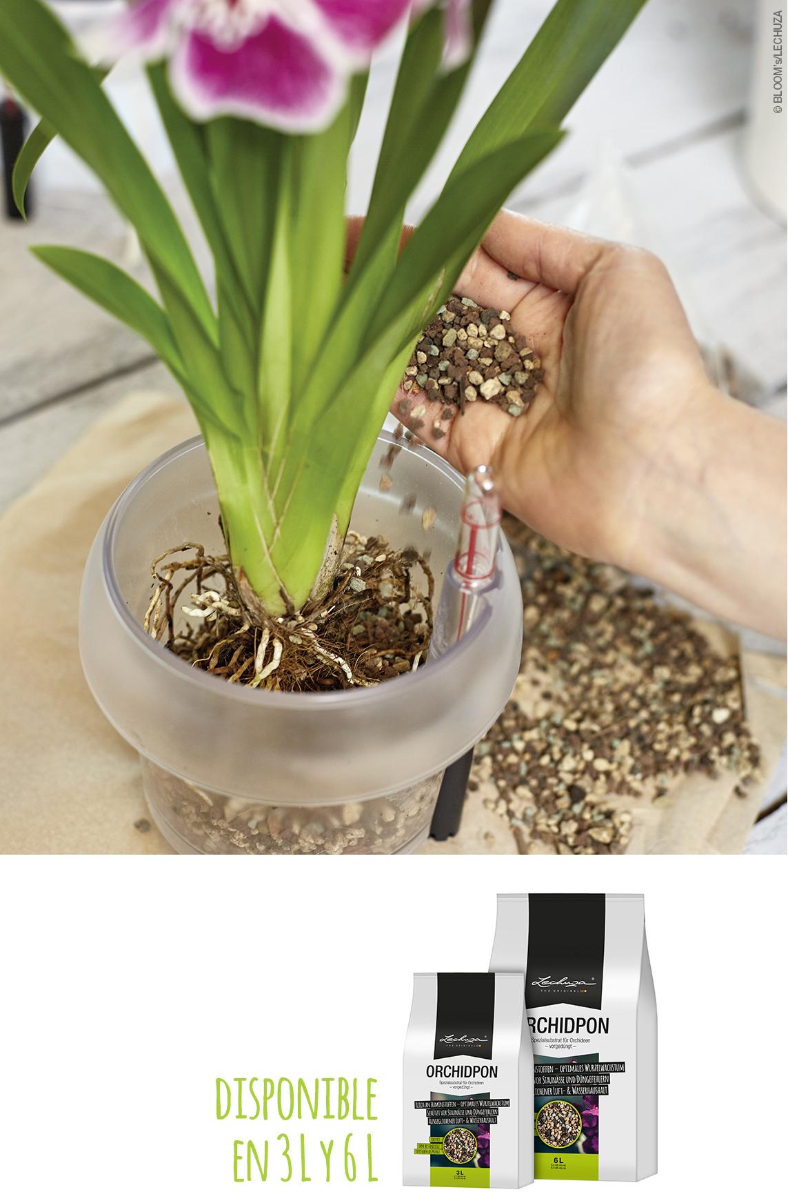 ORCHIDPON: disponible en 3 L y 6 L